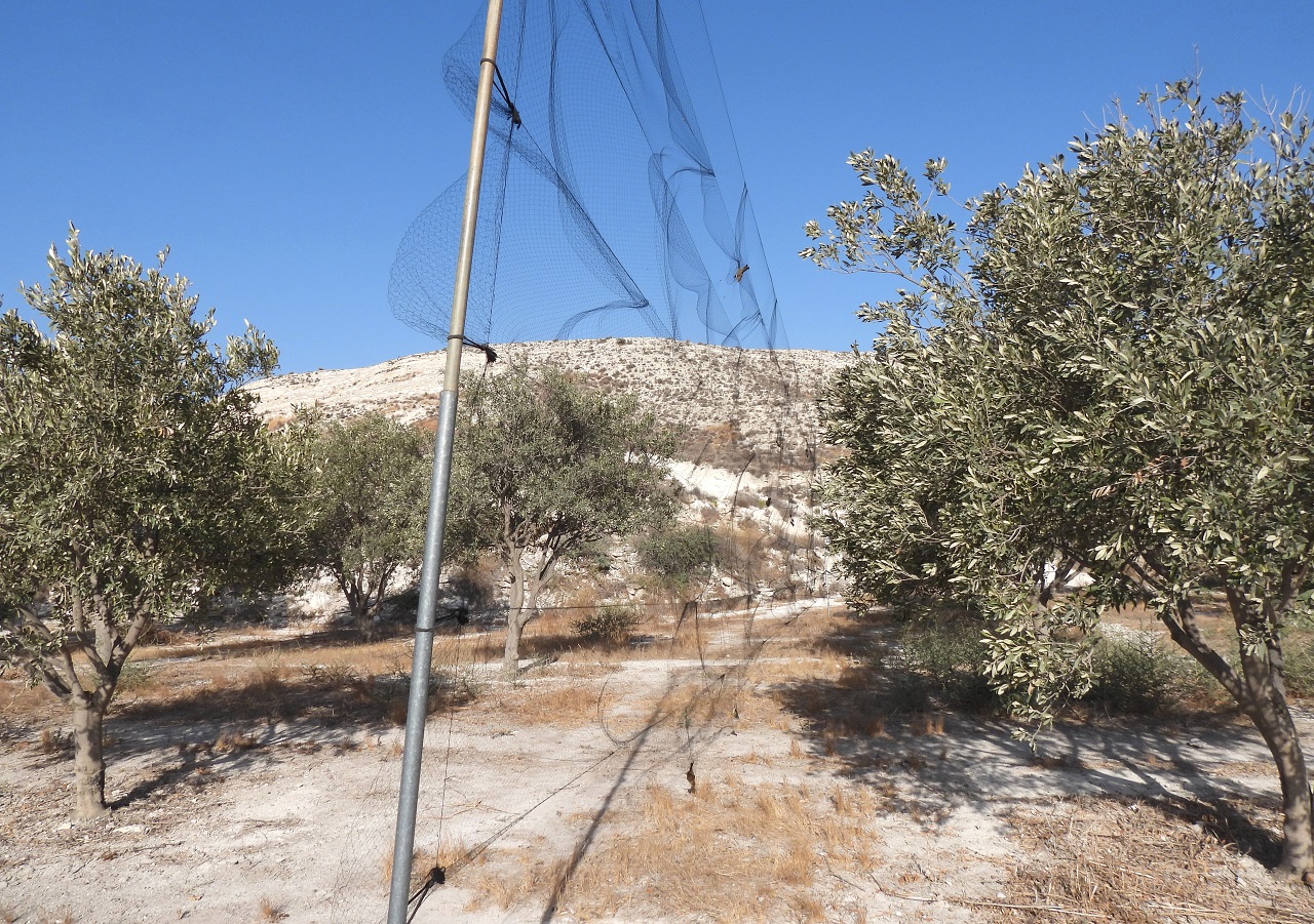 Republic of Cyprus: Report # 5 from the Autumn Bird Protection  - Bild 2